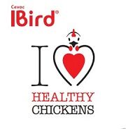 Small_IBird Brochure